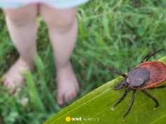 W kwietniu rozsyp to w ogrodzie. Kleszcze nawet się nie zbliżą