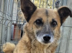 Zaginął pies w Krakowie. Rysio uciekł po ataku na Czyżynach – trwa dramatyczna akcja poszukiwawcza