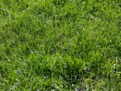 Wsypuję 3 łyżki i mech znika. Tak ratuję trawnik bez chemii