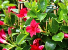 Zrób to już na początku sezonu. Dipladenia zakwitnie jak nigdy wcześniej