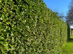 Nowa królowa ogrodów. Sadzą zamiast tui, a po zimie wyłazi "szydło z worka"