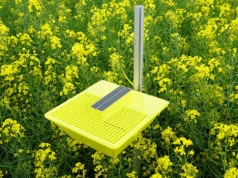 Słodyszek w rzepaku. Kiedy pryskać, żeby nie stracić plonu?