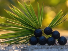 Palma sabałowa – jakie ma właściwości lecznicze i zastosowanie?