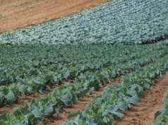 Siarka w specjalnej formulacji przeciw mączniakom warzyw