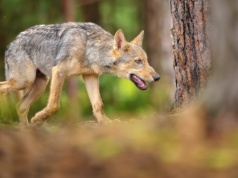 U wilka z Polski wykryto śmiertelnego wirusa. Mógł zarazić się od dzika