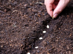 Zbliża się termin wysiewu kopru. Lepiej go nie przegap