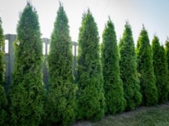 Mandat za wycięcie tui. W jednej sytuacji trzeba liczyć się z karą