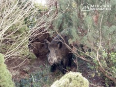 Lasy Miejskie przepraszają po interwencjach z dzikami na Bemowie i Mokotowie