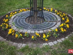 400 tysięcy złotych na sezonowe kwiatki w Świdnicy