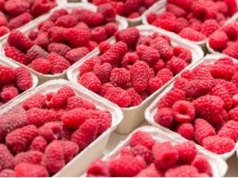 Są już pierwsze polskie maliny. Cena zwala z nóg