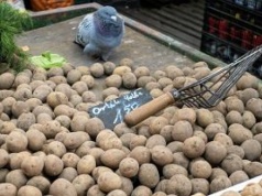 Ministerstwo Rolnictwa walczy z klęską urodzaju. Wprowadzono nowe kategorie ziemniaków