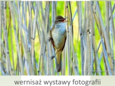 Wernisaż wystawy fotografii „Moje spotkania z ptakami nad wodą” już 13 kwietnia w ROK-u