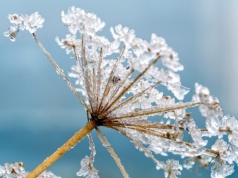 Groźne przymrozki nad Lubelszczyzną. Kolejna noc przyniesie spadki temperatur nawet do -5°C