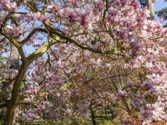Podlej tym magnolie. Bujnego kwitnienia pozazdrości niejeden sąsiad