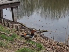 Mandarynki w Parku Szczęśliwickim. "Dziś widziałem je tu pierwszy raz"