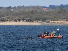 Humbak Timmy umiera. Zawiodła nietypowa próba jego ratunku