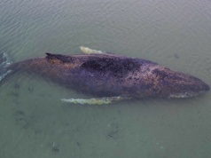 Humbak w Bałtyku wciąż żyje. Niemcy spróbują tajnej broni