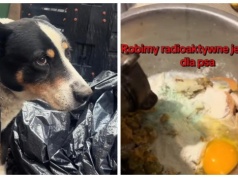 Bulwersująca sprawa. Internauci poszukują dziecka, które na TikToku znęca się nad psem