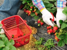 Świeża żywność prosto od rolnika. Resort rolnictwa tnie biurokrację