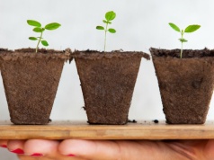 Polscy naukowcy sprawdzają jak rośliny selekcjonują mikroorganizmy