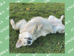 Dlaczego psy się tarzają? Instynkt, emocje i potrzeby