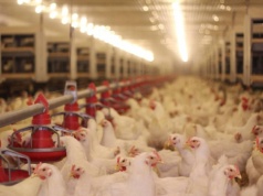 17.04.2026 Ceny skupu kurczaka i sprzedaży tuszki: niektóre propozycje spadły do 4,00 zł/kg!