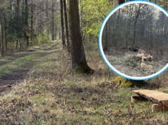 Spacerowicze zaniepokojeni. „Miał być las rekreacyjny, a są wycinki”