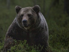 Nie żyje kobieta zaatakowana przez niedźwiedzia, trwa zabezpieczanie śladów