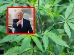 Historyczna zmiana Trumpa. Dotyczy marihuany