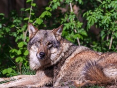 Masowa śmierć wilków w parku narodowym. Trucizna zebrała żniwo