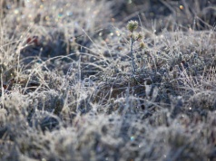 Mroźna noc za nami. Przy gruncie temperatura spadła lokalnie do -8°C