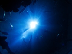 Kraken istniał naprawdę. Szczątki giganta przerażają nawet po latach