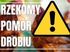 Ognisko rzekomego pomoru drobiu w Zamarskach. Alarm weterynaryjny w powiecie cieszyńskim