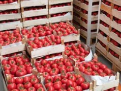 Wysłali pomidory do Polski. Zarobili 475 mln zł. Oto skąd pochodzą