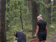 Tego borowika już znajdziesz w lesie. Przygotuj duży koszyk