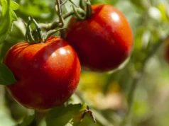 Od kiedy sadzę to przy pomidorach, owoce są smaczniejsze, a krzaki wyraźnie silniejsze