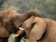 Dramat w zoo w Czechach. Słoń zabił partnerkę. Zoolodzy nie mogą uwierzyć