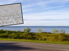 Nad Bałtykiem jest ich coraz więcej. Wpadają do samochodów, tworzą nad głową ciemne chmury