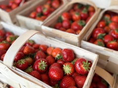 Truskawkowy sezon nabiera rozpędu. Które odmiany królują na polskich plantacjach?