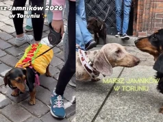 Przez Toruń przeszła parada jamniczków, setki krótkich nóżek pląsały po starówce