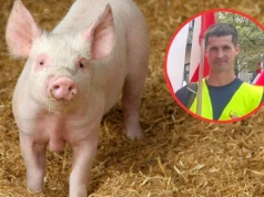 „Bałem się wyjść na podwórko”. Rolnik miał 8 kontroli w rok