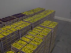 Polski eksport jabłek wyhamował. Kazachstan nadal największym odbiorcą