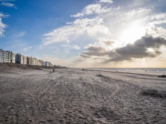 Około 80 martwych rekinów na belgijskiej plaży