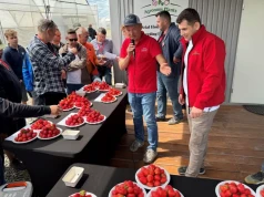 Nowe odmiany truskawek z Agronom Plants. Pierwsze sadzonki mają trafić do plantatorów w 2028 roku