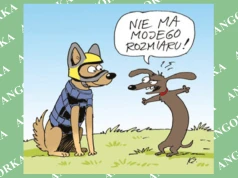 Polscy naukowcy tworzą specjalne hełmy i kamizelki dla psów służbowych