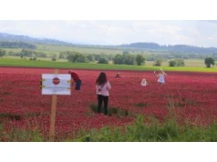Niszczą pola. Rolnicy są załamani. "Miesiące naszej pracy"