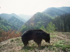 Ataki w Fukushimie. Cztery osoby ranne po spotkaniu z drapieżnikiem