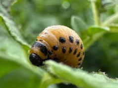 Stonka atakuje ziemniaki. W tych gospodarstwach przekroczyła próg szkodliwości