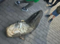 Ogromny sum złowiony na Gocławiu. Trafił do bagażnika mimo okresu ochronnego. "Niech mu w gardle stanie"