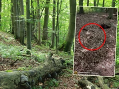 Poszedł na grzyby, pokazał, co kryło się w liściach. "Spójrzcie tylko"